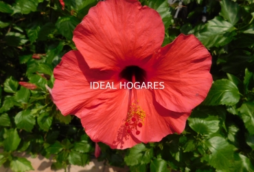 Vivienda-Casa-Casa en Sant Andreu de Llavaneres. QUE N 13