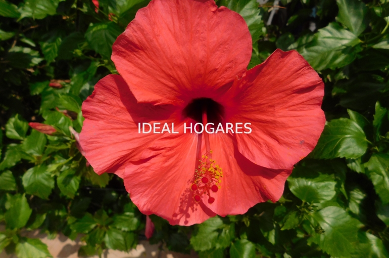 Vivienda-Casa-Casa en Sant Andreu de Llavaneres. QUE N 13